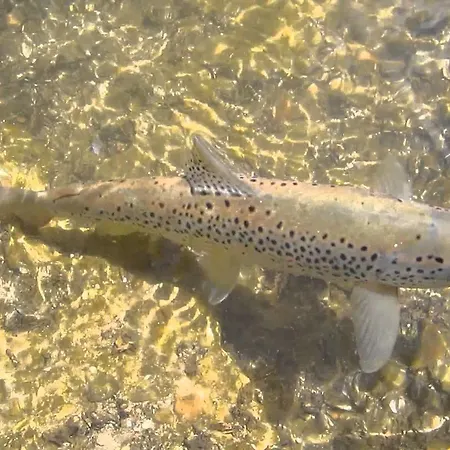 Dil Апартаменты *