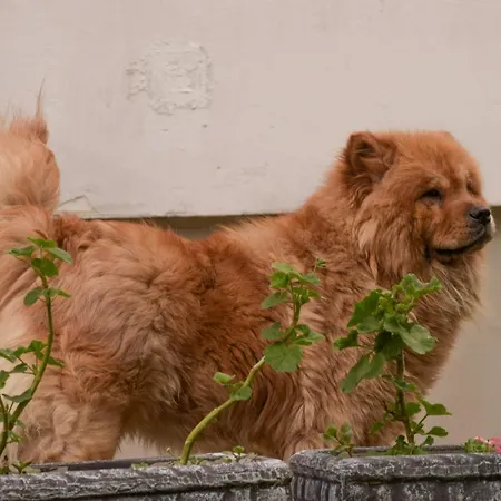 Dil Appartement Kulen Vakuf